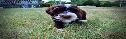 Havapoo dogs for sale: Katie - Ad 12
