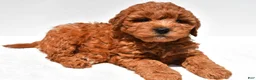 Mini Goldendoodle dogs for sale: Hudson - Ad 3