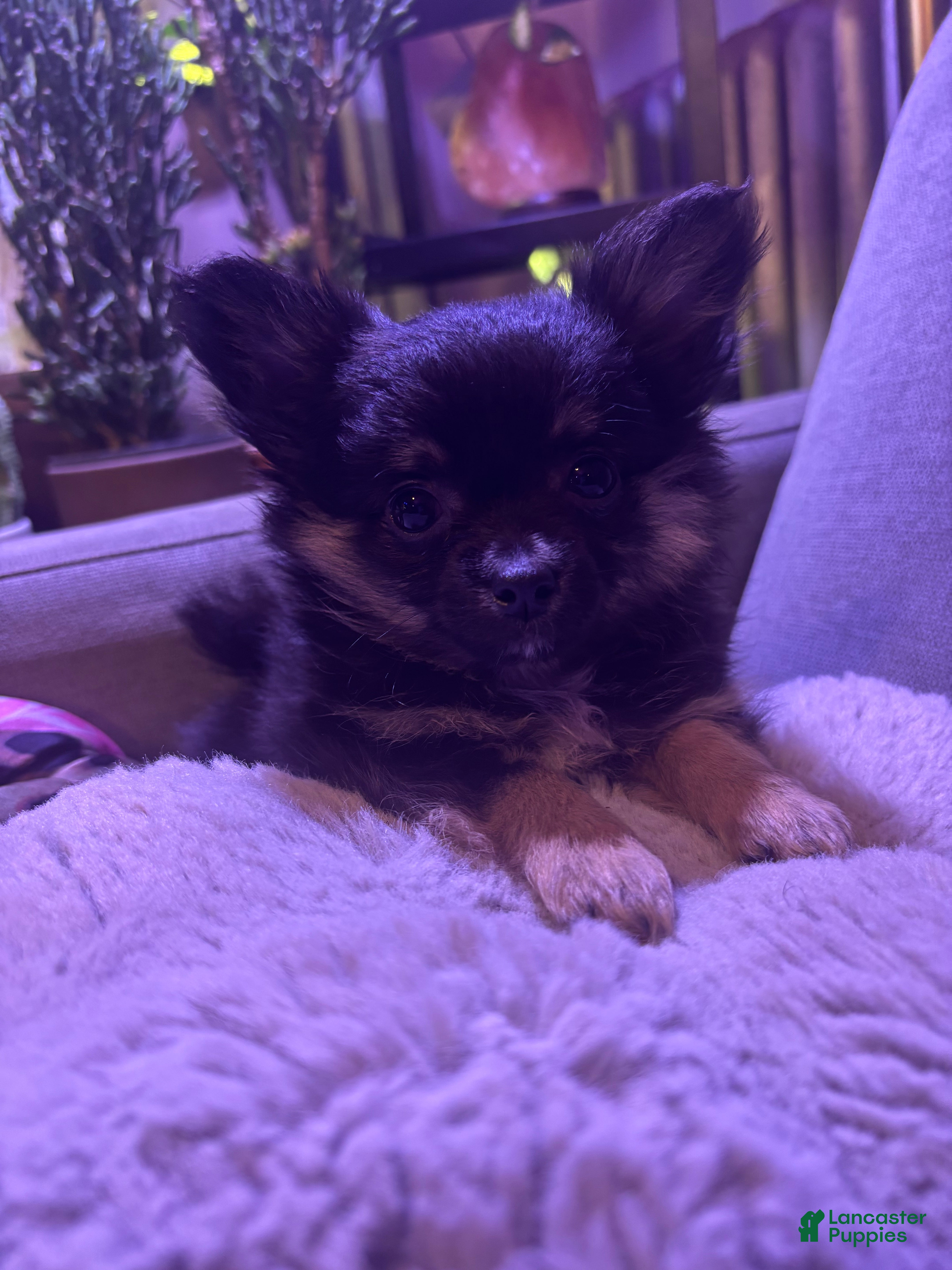 Pomchi dogs Pomchi Puppy 1 - Ad 36