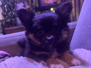 Pomchi dogs Pomchi Puppy 1 - Ad 6