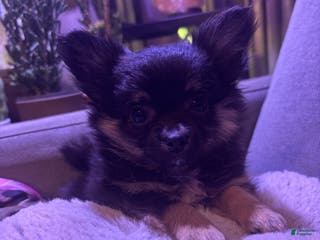 Pomchi dogs Pomchi Puppy 1 - Ad 9