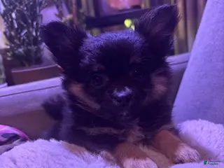 Pomchi dogs Pomchi Puppy 1 - Ad 15