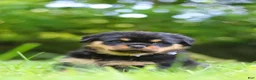Rottweiler dogs for sale: Thor - Ad 6