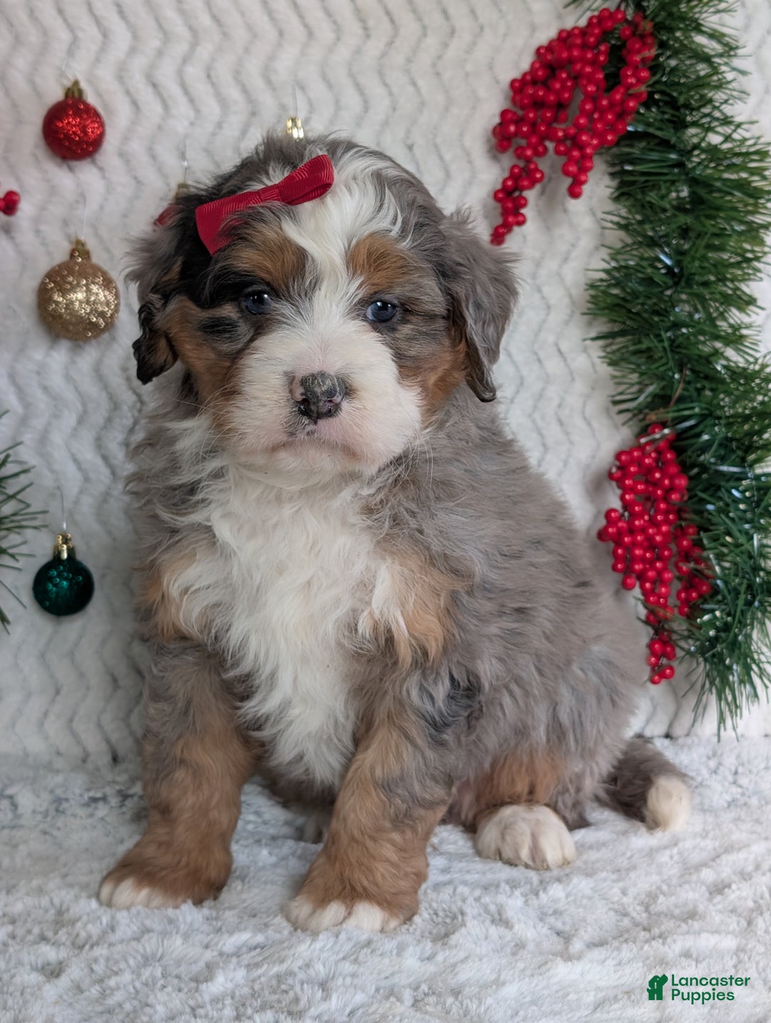 Mini Bernedoodle dogs for sale: Mini Hayes - Ad 7