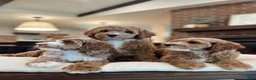 Goldendoodle dogs for sale: Goldendoodle 4 - Ad 2