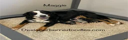 Mini Bernedoodle dogs for sale: Layton  - Ad 6