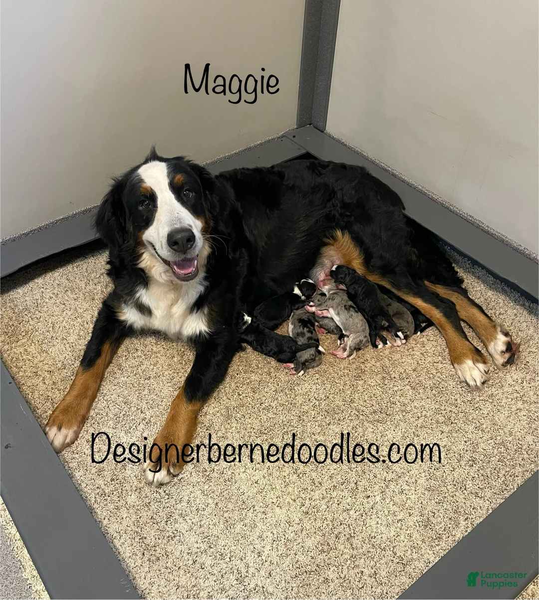 Mini Bernedoodle dogs for sale: Iris - Ad 8
