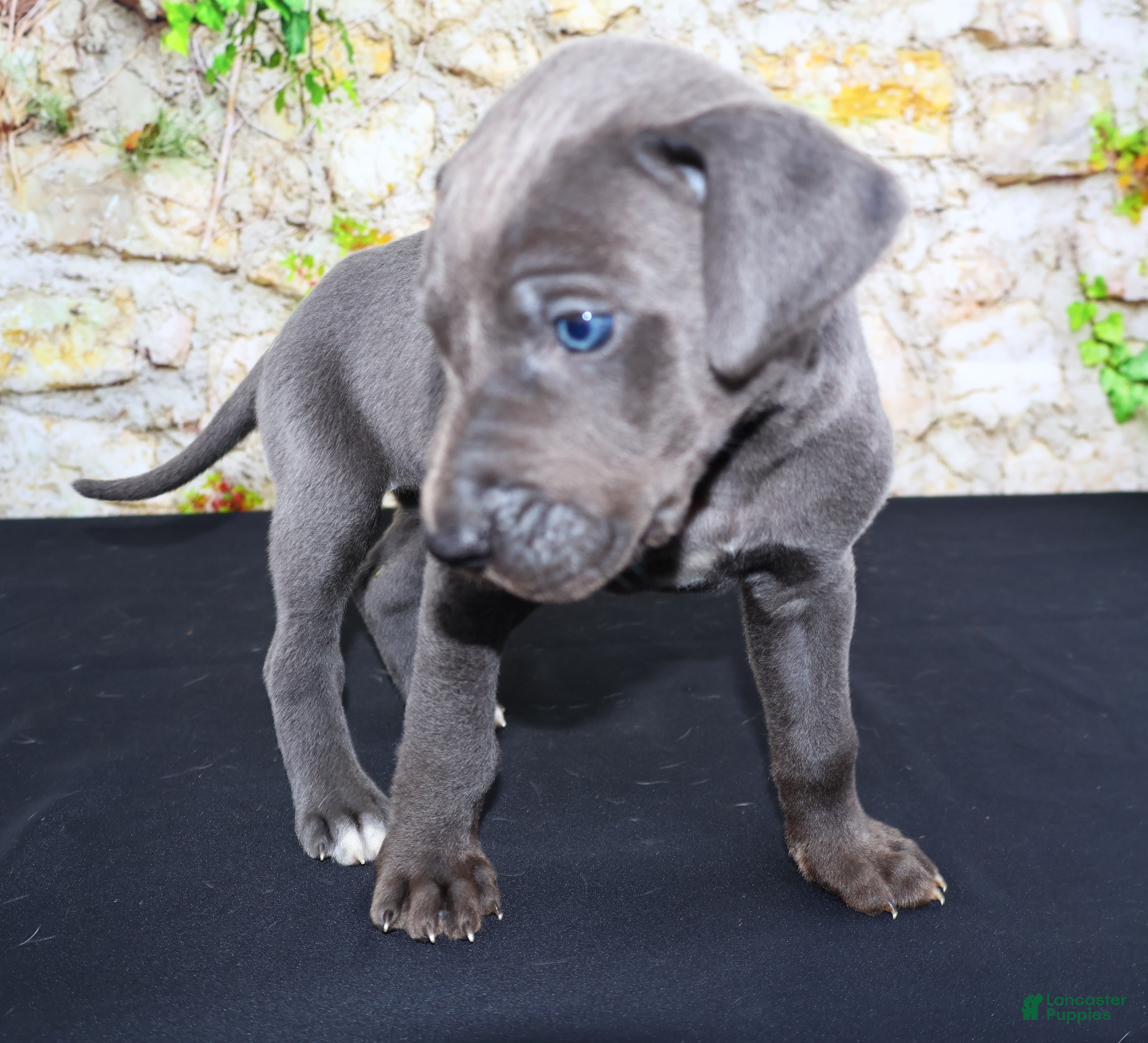 Great Dane dogs Blue - Ad 2