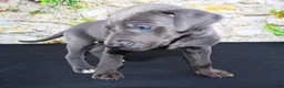 Great Dane dogs for sale: Blue - Ad 2