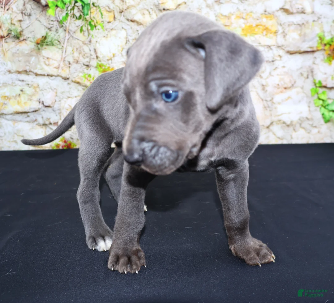 Great Dane dogs for sale: Blue - Ad 2