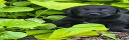 Labrador Retriever dogs for sale:  Bella  - Ad 2