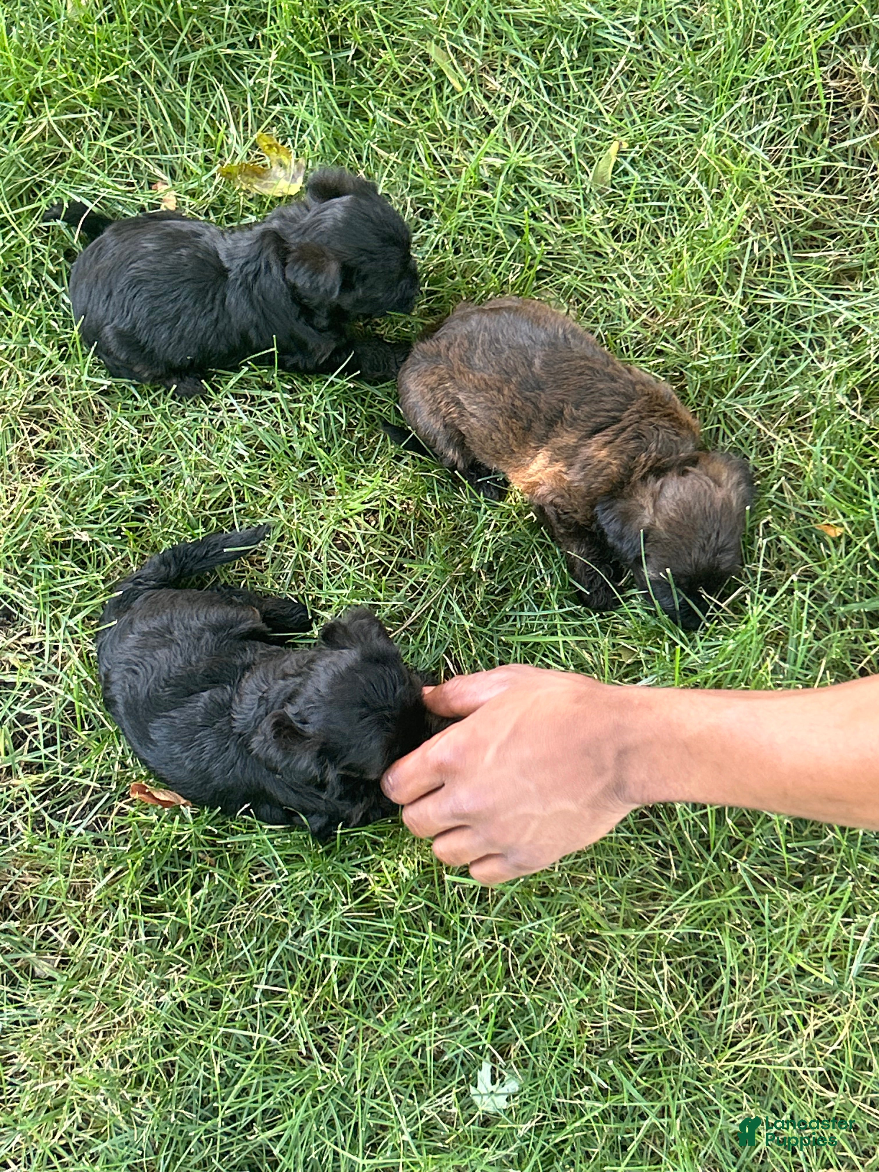 Yorkiepoo dogs Yorkiepoo Puppy 1 - Ad 3