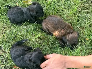 Yorkiepoo dogs Yorkiepoo Puppy 1 - Ad 3