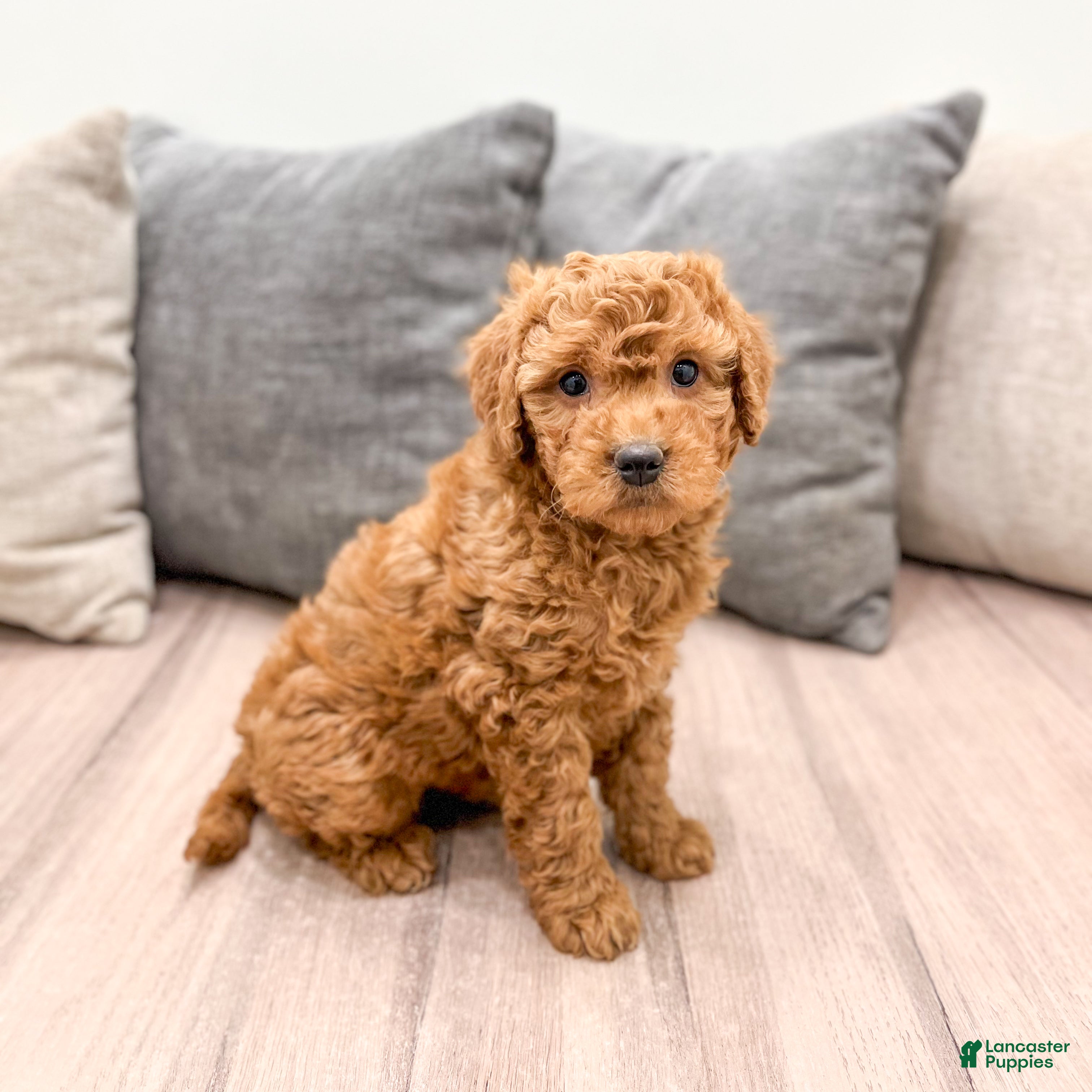 Goldendoodle dogs Betsy - Ad 1