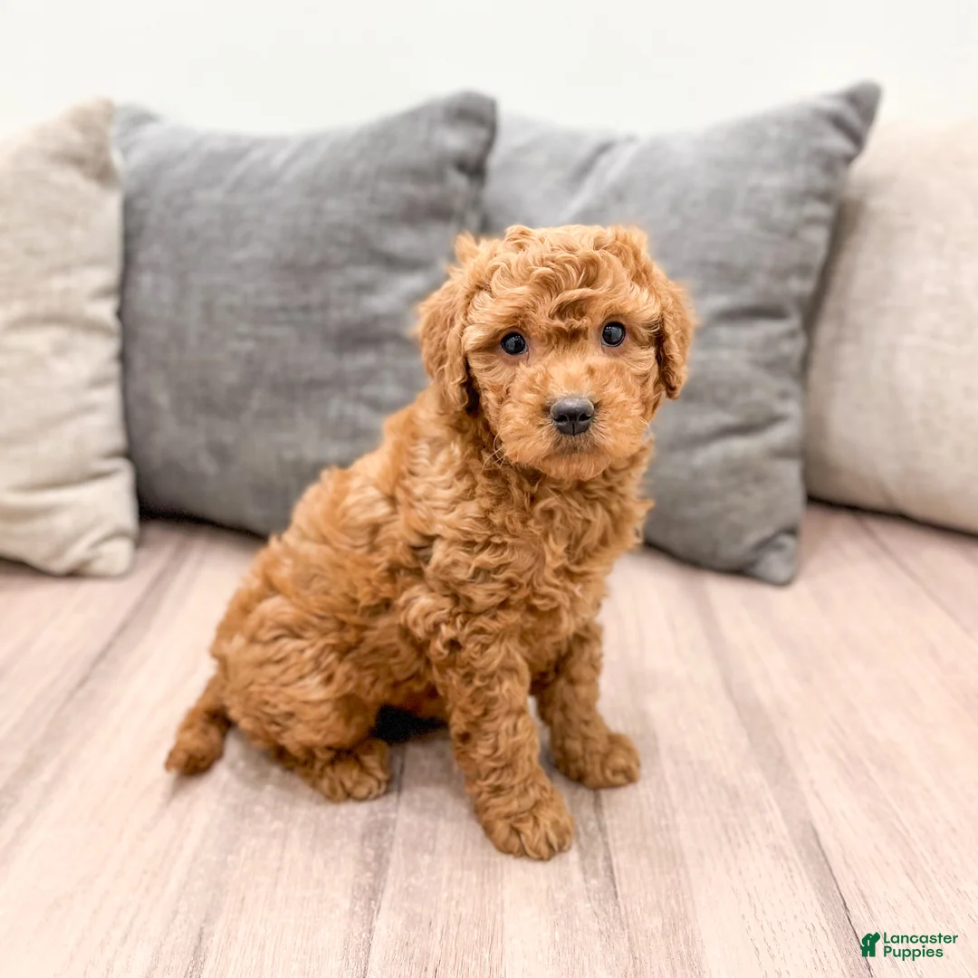Goldendoodle dogs for sale: Betsy - Ad 1