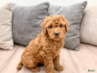 Goldendoodle dogs for sale: Betsy - Ad 2