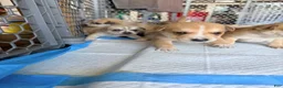 Mixed Breed dogs for sale: Pitsky male - Ad 13