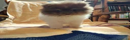 Pomeranian dogs for sale: Puddin - Ad 6