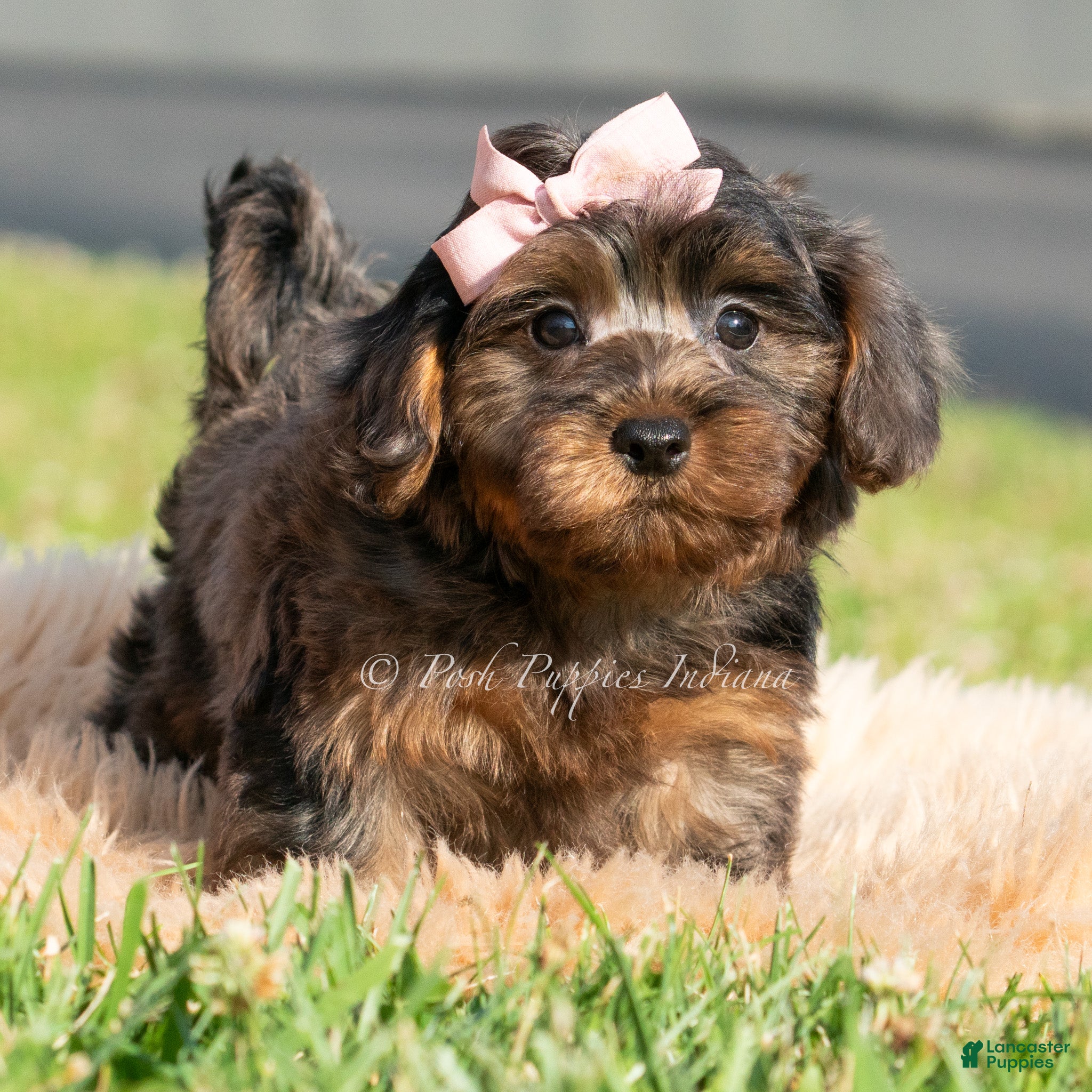 Maltipoo dogs Olivia - Ad 9