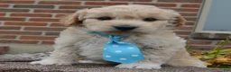 Mini Goldendoodle dogs for sale: Mini Gus - Ad 10