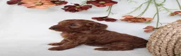 Cavapoo dogs for sale: Remi - Ad 4