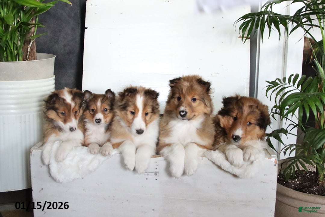 Shetland Sheepdog dogs for sale: Cooper - Ad 2