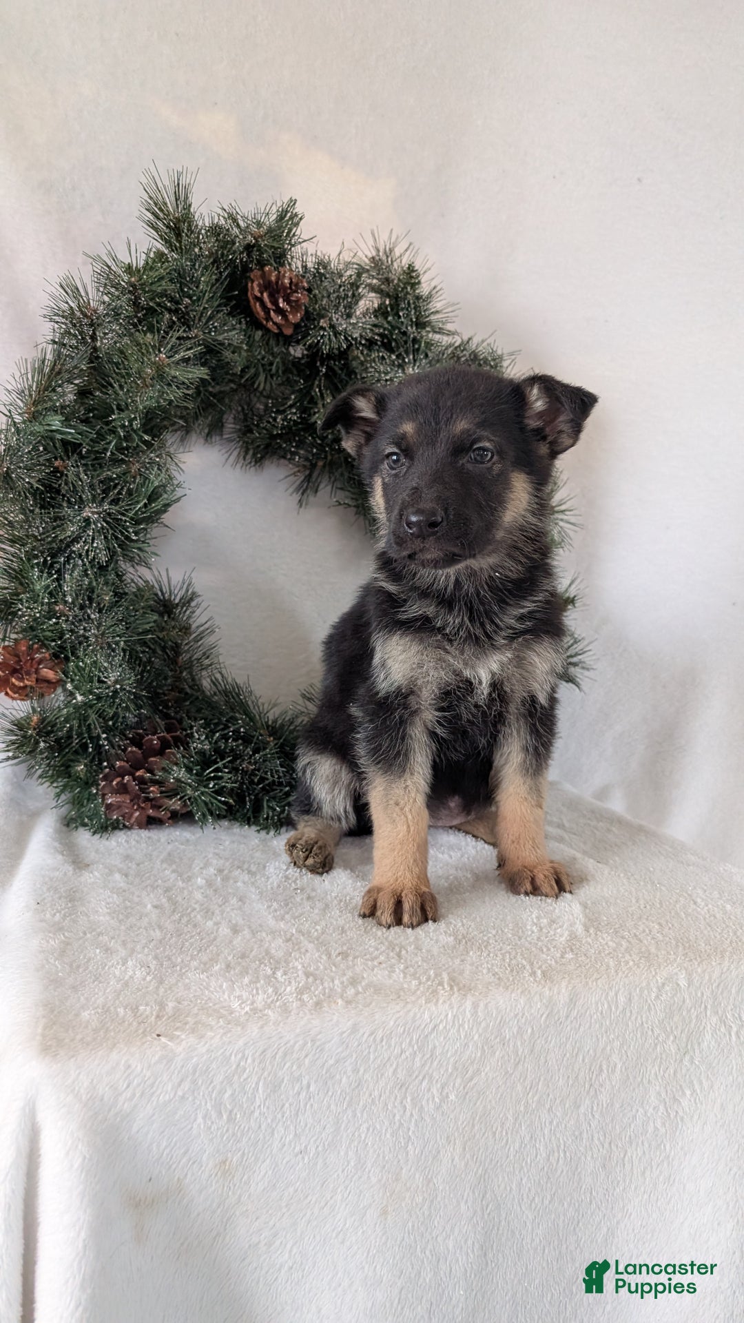 German Shepherd dogs for sale: Marla  - Ad 3