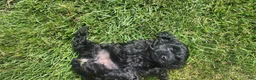 Mini Goldendoodle dogs for sale: Krista - Ad 2