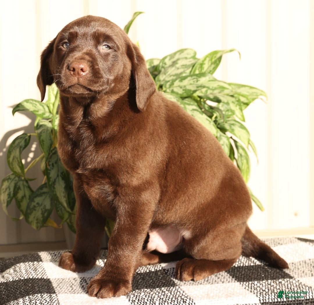 Labrador Retriever dogs for sale: Spice - Ad 3