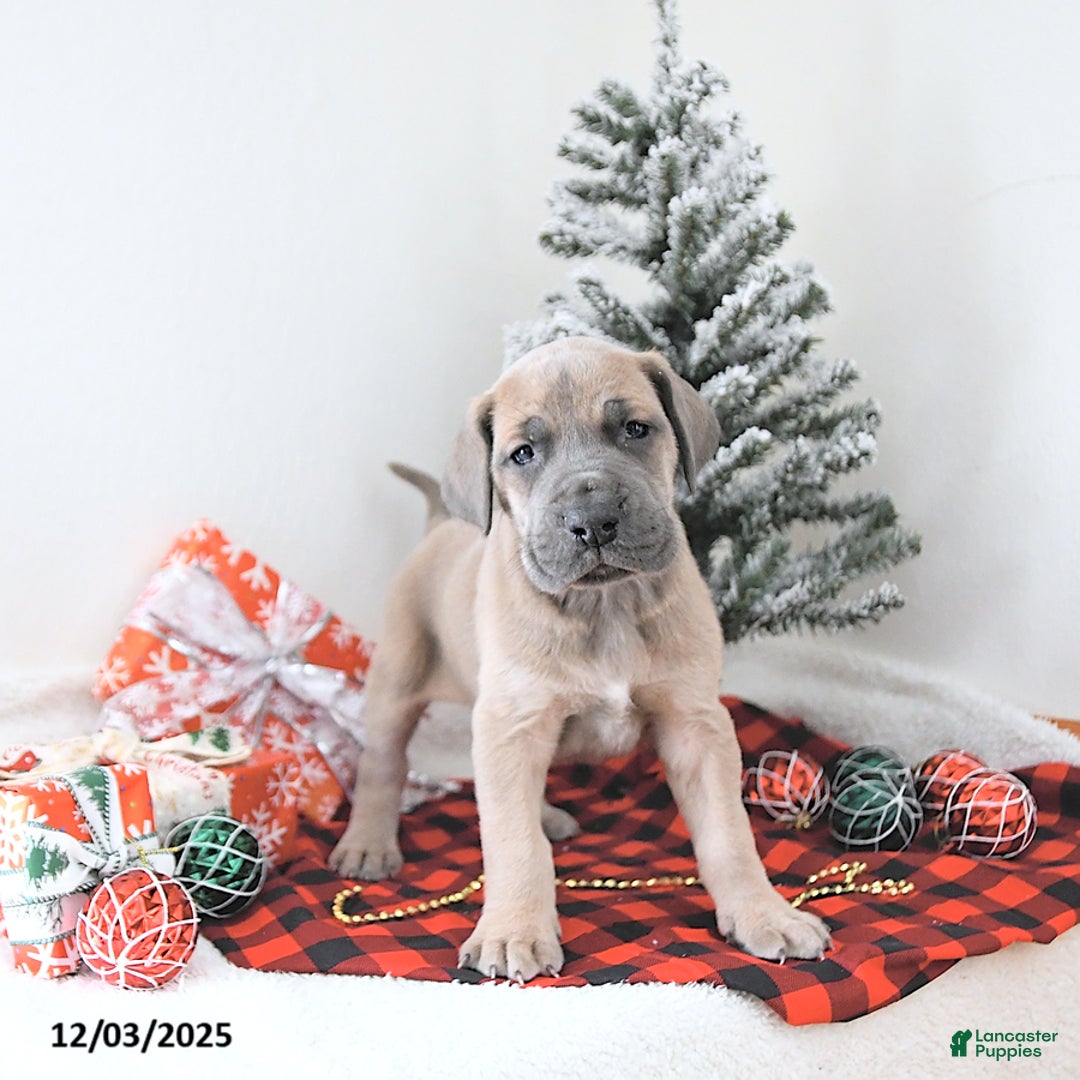 Great Dane dogs for sale: Ian - Ad 1