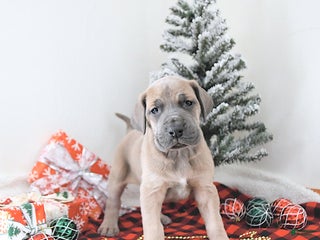 Great Dane dogs Ian - Ad 13