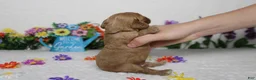 Cockapoo dogs for sale: Sherbet - Ad 8