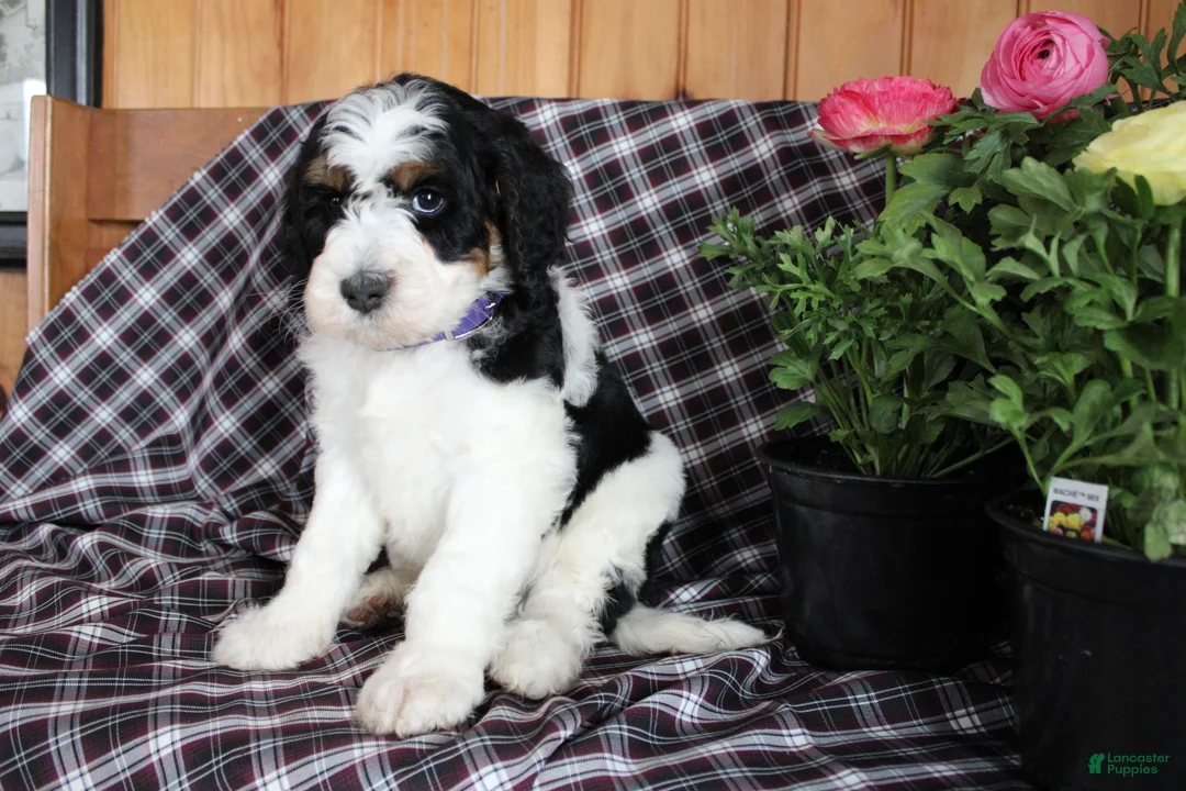 Bernedoodle dogs for sale: Spot - Ad 2