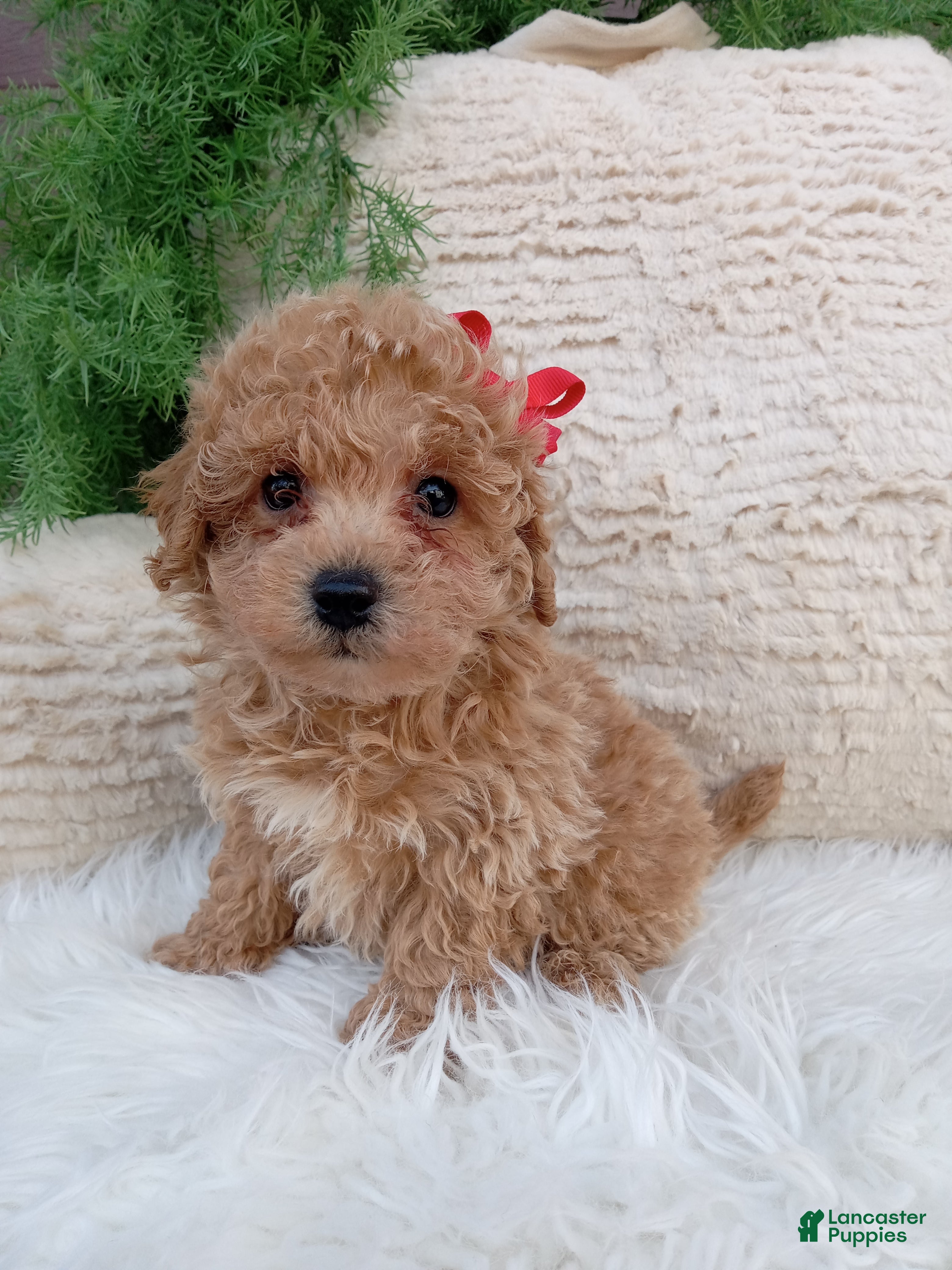 Bichpoo dogs Miles - Ad 1