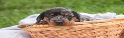 Miniature Dachshund dogs for sale: Garrett Miniature Dachshund  - Ad 4