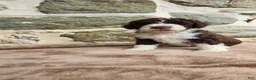 Portuguese Water Dog dogs for sale: Elizabeth - Ad 8