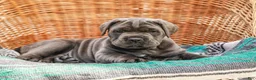Cane Corso dogs for sale: Big Joe (Champion Bloodline) - Ad 5