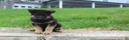 German Shepherd dogs for sale: Eddy  - Ad 4