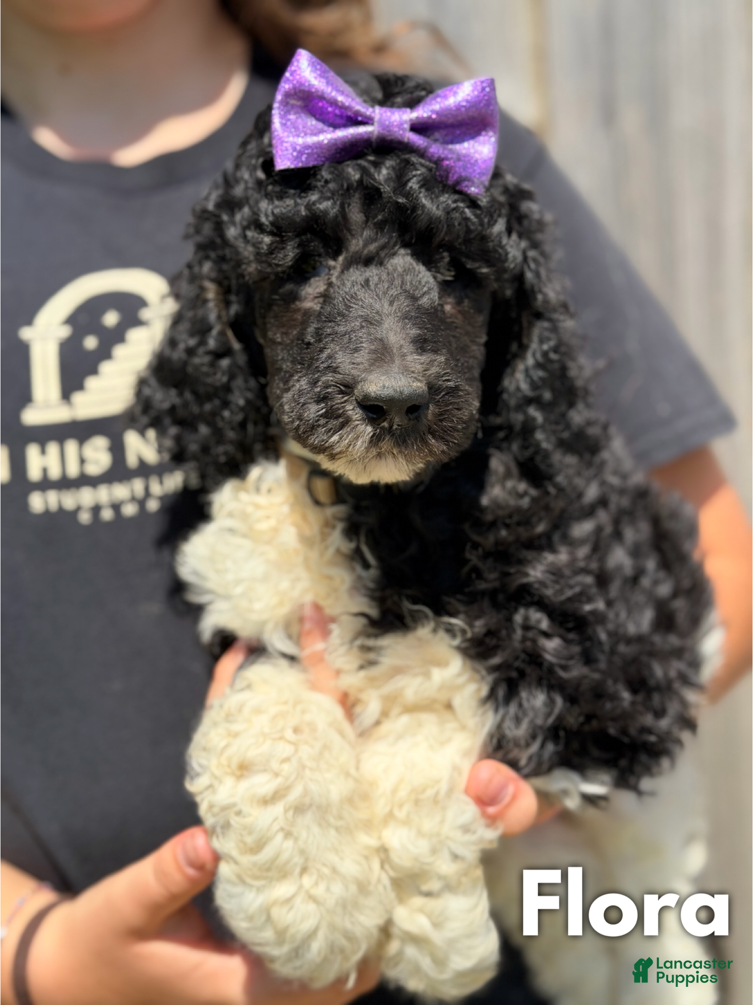 Standard Poodle dogs Flora - AKC Tri Parti - Ad 13
