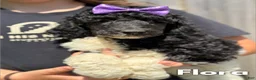 Standard Poodle dogs for sale: Flora - AKC Tri Parti - Ad 1