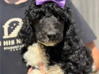 Standard Poodle dogs Flora - AKC Tri Parti - Ad 14