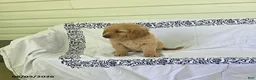 Golden Retriever dogs for sale: Sparky - Ad 7
