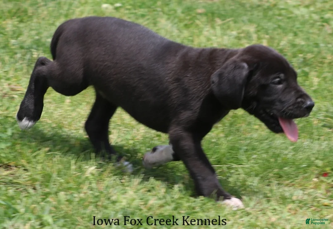 Great Dane dogs for sale: Max - Ad 2
