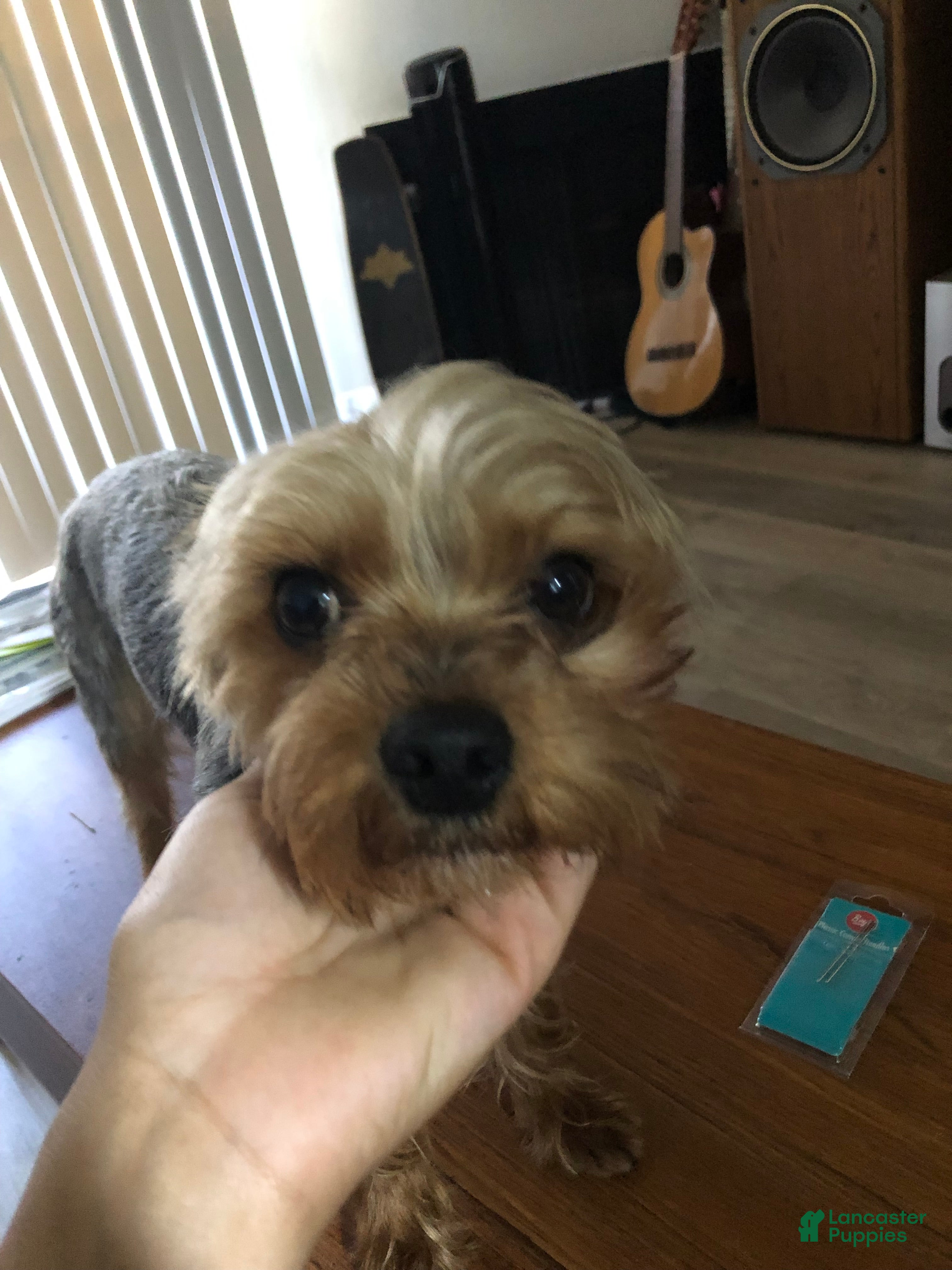 Gizmo