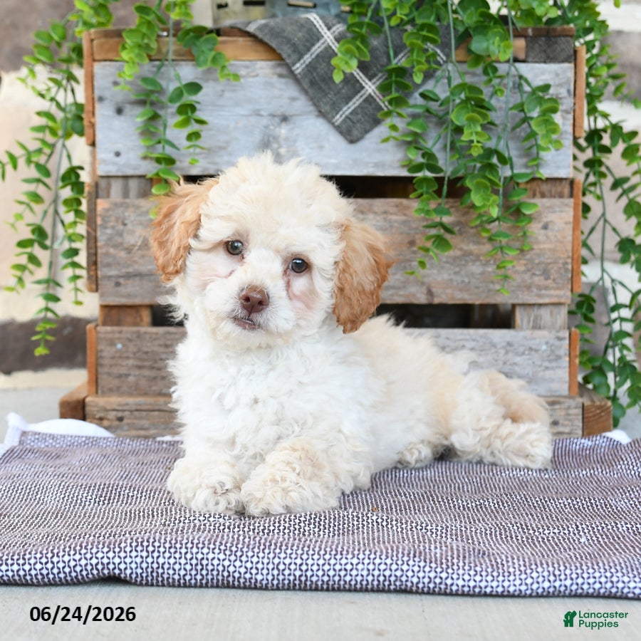 Mixed Breed dogs O Malley - Ad 1