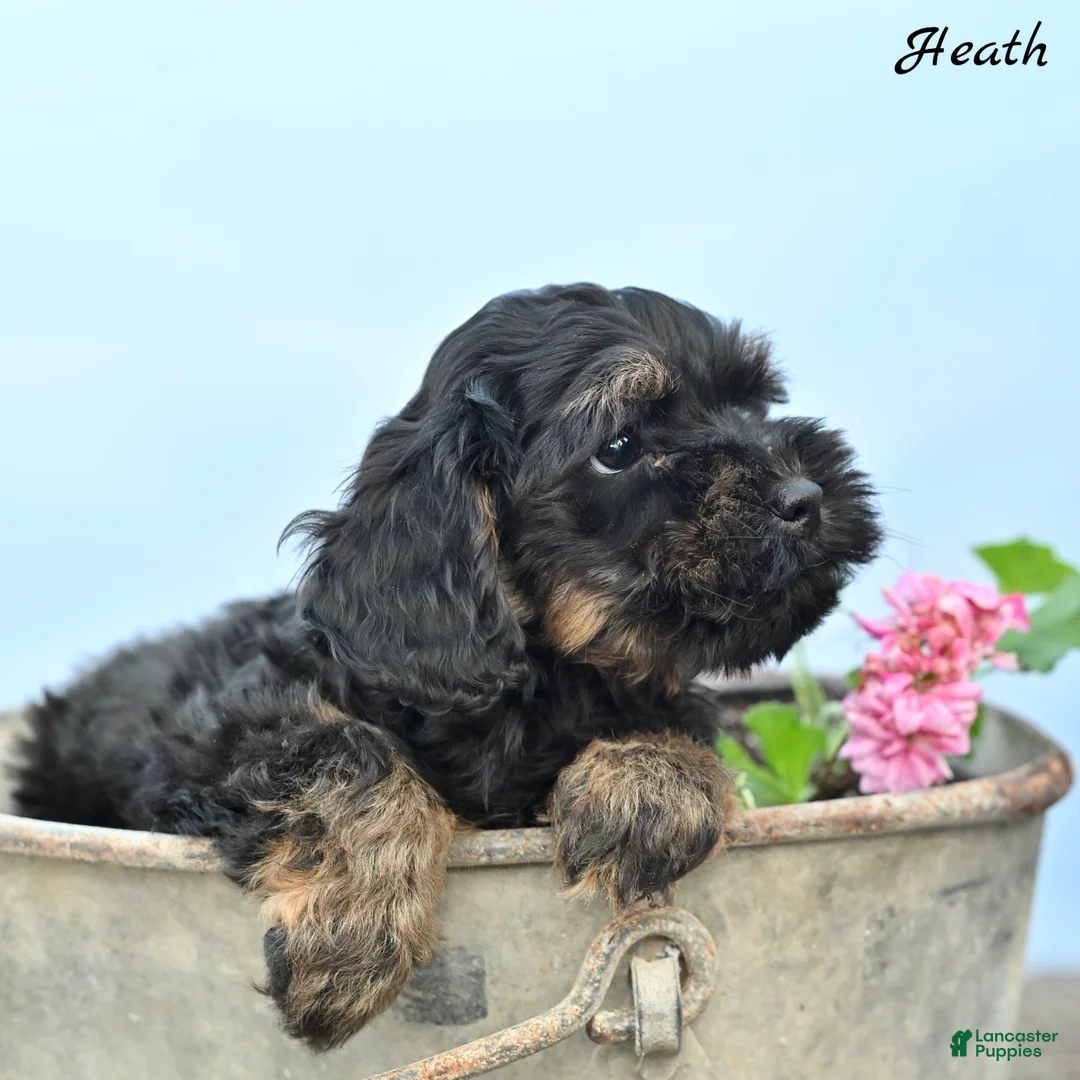 Cockapoo dogs for sale: Heath - Ad 2