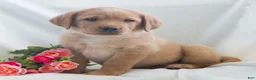 Labrador Retriever dogs for sale: Jeryl  - Ad 4
