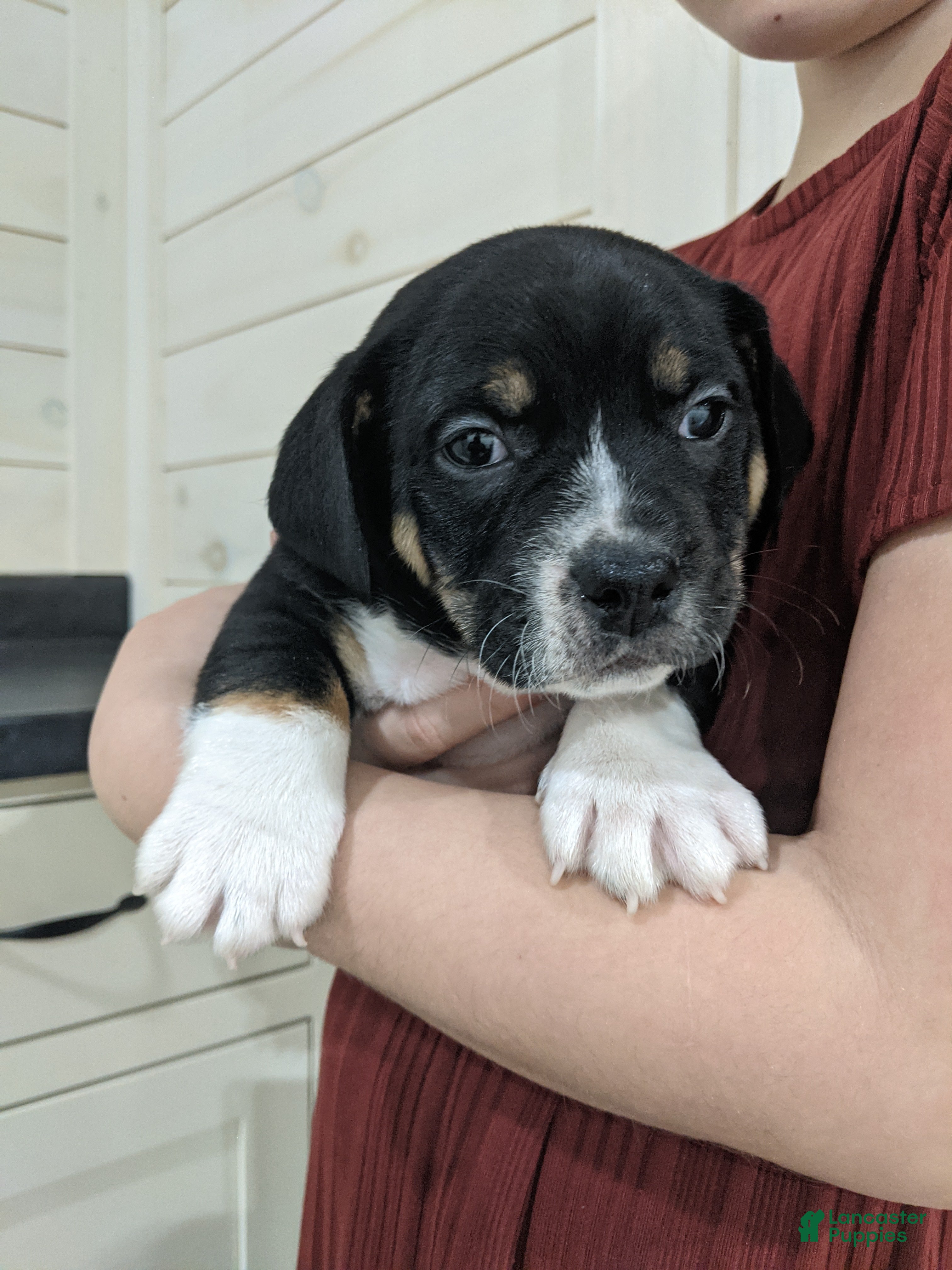 Mixed Breed dogs Jase - Ad 31