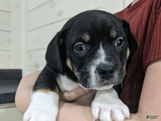 Mixed Breed dogs Jase - Ad 31