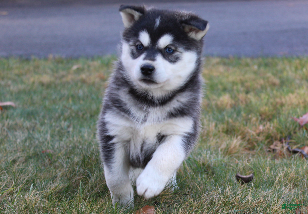 Siberian Husky dogs for sale: Midnight - Ad 7